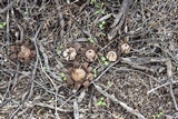 Geastrum floriforme image