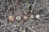 Geastrum floriforme image