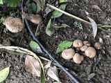 Agaricus bisporus image