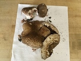 Agaricus bisporus image