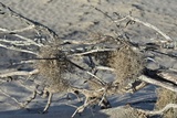 Roccella gracilis image