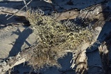 Roccella gracilis image