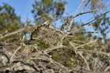 Roccella gracilis image