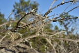 Roccella gracilis image
