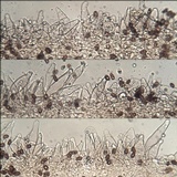 Coprinopsis pannucioides image