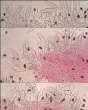 Coprinopsis pannucioides image