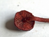 Tubaria punicea image