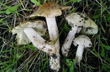 Pseudosperma sororium image
