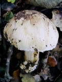 Pseudosperma sororium image