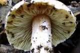 Pseudosperma sororium image