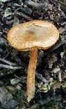 Lepiota castanea image
