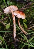 Lepiota castanea image