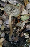 Clitocybe metachroa image
