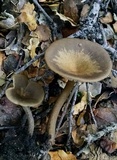 Clitocybe metachroa image