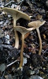 Clitocybe metachroa image