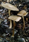 Clitocybe metachroa image