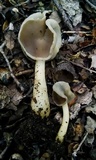 Helvella compressa image