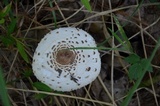Leucoagaricus americanus image
