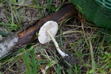 Leucoagaricus americanus image