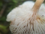 Neolentinus kauffmanii image