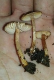 Lepiota castanea image