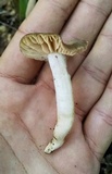 Entoloma rhodopolium image