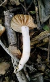 Entoloma rhodopolium image
