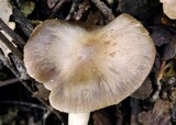 Entoloma rhodopolium image