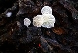 Marasmiellus ramealis image