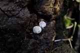 Marasmiellus ramealis image