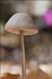 Mycetinis alliaceus image