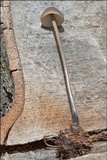 Mycetinis alliaceus image