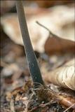 Mycetinis alliaceus image