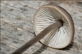 Mycetinis alliaceus image