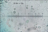 Mycetinis alliaceus image