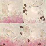 Coprinopsis pannucioides image