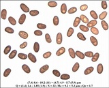 Coprinopsis pannucioides image