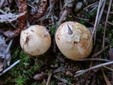 Lycoperdon mammiforme image