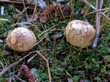 Lycoperdon mammiforme image