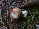 Lycoperdon mammiforme image