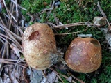 Lycoperdon mammiforme image
