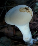 Lycoperdon excipuliforme image