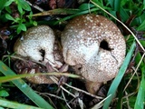 Lycoperdon nigrescens image