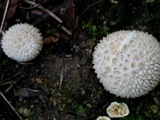 Lycoperdon curtisii image