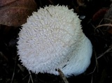 Lycoperdon curtisii image
