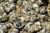 Aspicilia caesiocinerea image