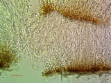 Aspicilia caesiocinerea image