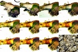 Aspicilia caesiocinerea image