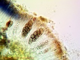 Rinodina oxydata image