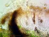 Rinodina oxydata image